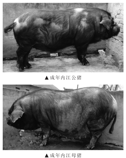 内江猪品种特性及生态养殖