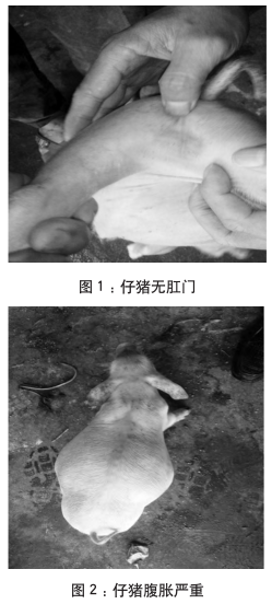 仔猪锁肛造孔术后死亡原因分析