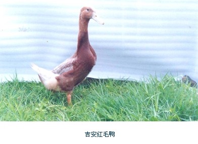 乐平猪,吉安红毛鸭列入国家级遗传保护名录