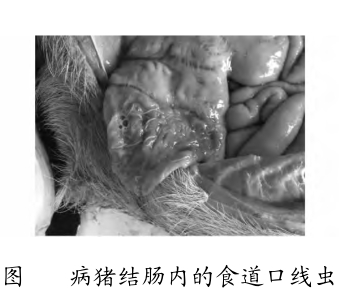 2013年大连猪食道口线虫的诊治案列