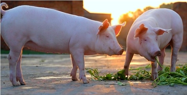 天种种猪:生态养殖 回馈自然