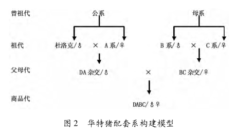 我国现有的种猪配套系介绍