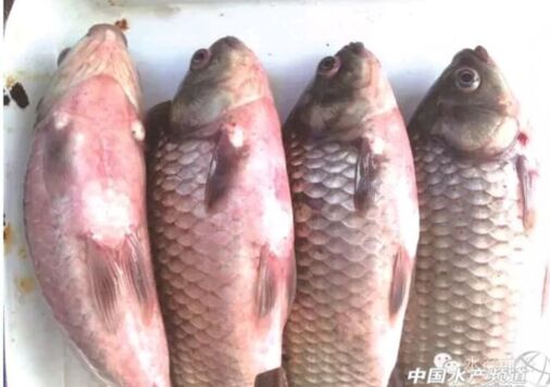 鲫鱼鳃出血病的有效治疗方案初报