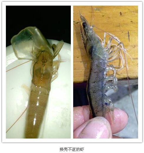 甲壳类生物的生长是一个非连续性过程,南美白对虾的生长与变态发育
