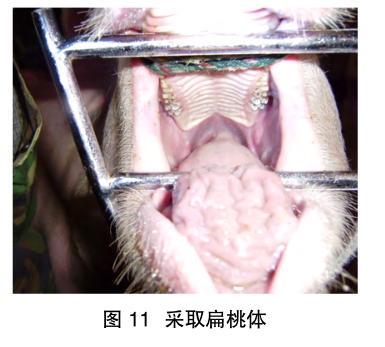 首页 行业新闻 > 正文      常采集血样或在扁桃体,淋巴结,脾脏等处