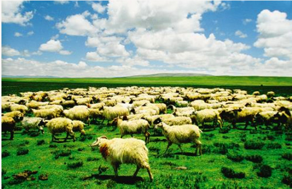 【数字蒙羊】促建绿色农牧业,开启电商新格局-畜牧人才网