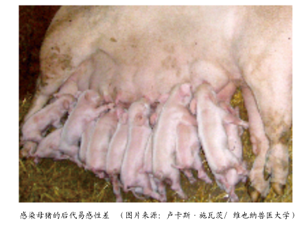 母乳如何预防仔猪感染寄生虫