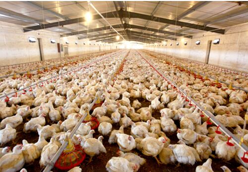 业精于禽廿四载 引领行业畜势飞--透视现代