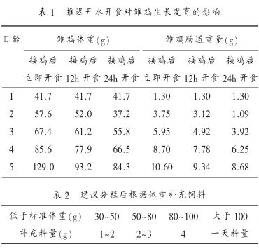 现代肉种鸡雏鸡管理要点