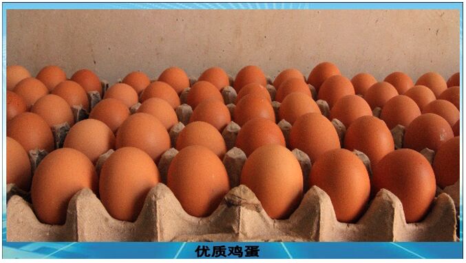 合作成效显 京红高效率—10万京红160天产蛋率户户上高峰
