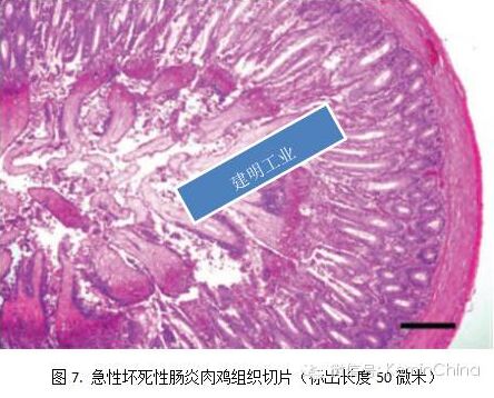罗正:通过病变图片认识鸡坏死性肠炎