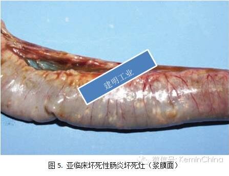 罗正:通过病变图片认识鸡坏死性肠炎
