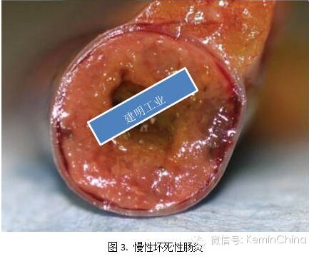 罗正:通过病变图片认识鸡坏死性肠炎