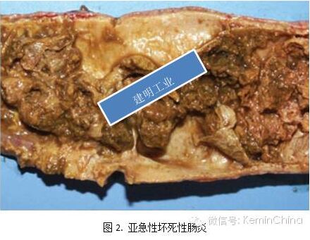 罗正:通过病变图片认识鸡坏死性肠炎