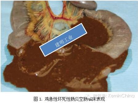 罗正:通过病变图片认识鸡坏死性肠炎