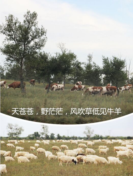 通辽牧源农业打造一体化养殖 再现风吹草地见