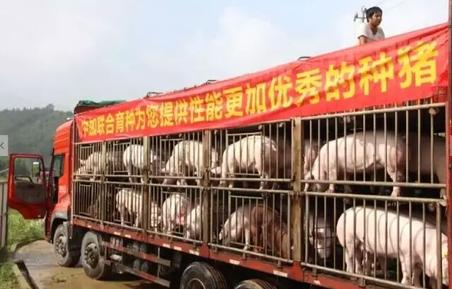 6亿元;三个种猪繁育场,现有母猪存栏2000头,2012年共计出栏生猪3万头