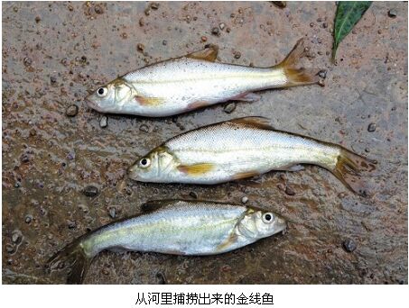 名列云南四大名鱼之首 西畴金线鱼人工繁殖成功供不应