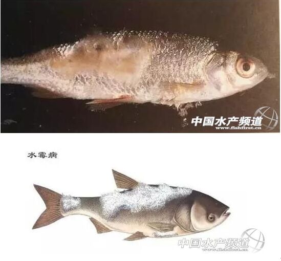 流行情况:低温季节多发,尤其是秋季.病因:真菌(水霉菌)感染.