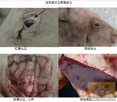 猪伪狂犬病大有卷土重来之势,临床主要表现为母猪流产,产弱仔,死胎
