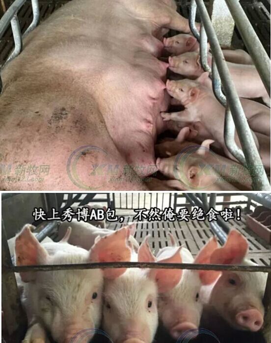 博高猪价肉猪提前1个月出栏的关键竟然在这