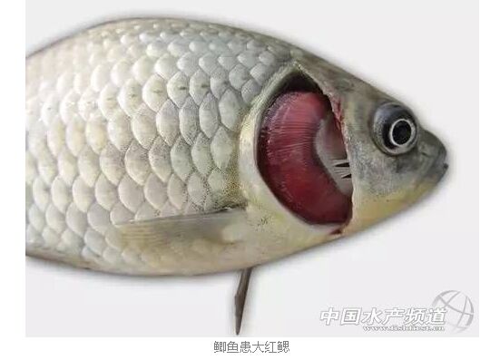 有关鲫鱼鳃出血那些事(1)
