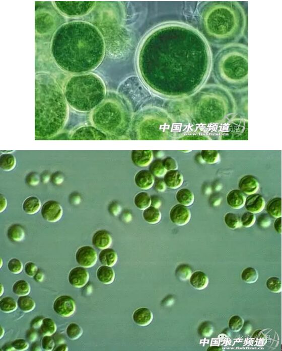 提醒珍藏史上最全高清藻类图谱1