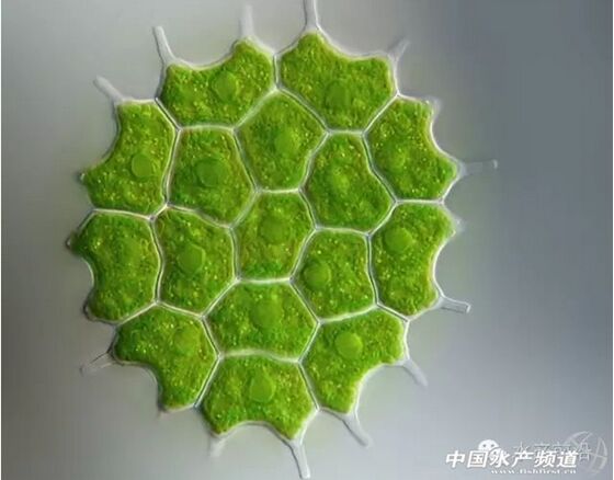 提醒珍藏史上最全高清藻类图谱1