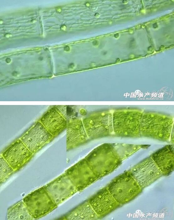 提醒珍藏史上最全高清藻类图谱1