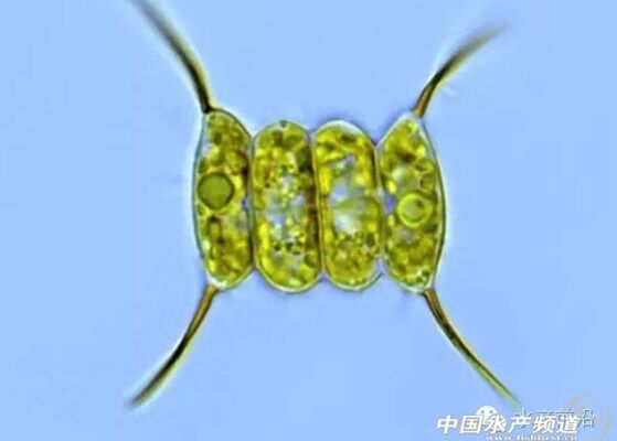 提醒珍藏史上最全高清藻类图谱1
