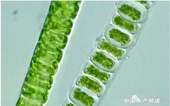 提醒珍藏史上最全高清藻类图谱2