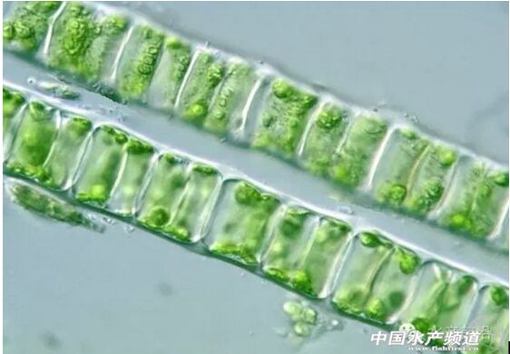 丝藻属(ulothrix,形态为简单不分支的丝状体,组成藻丝的所有细胞形态