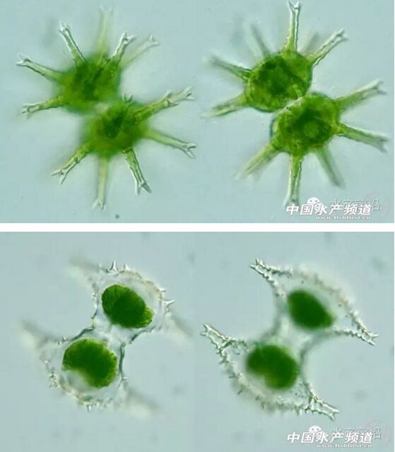 提醒珍藏史上最全高清藻类图谱2
