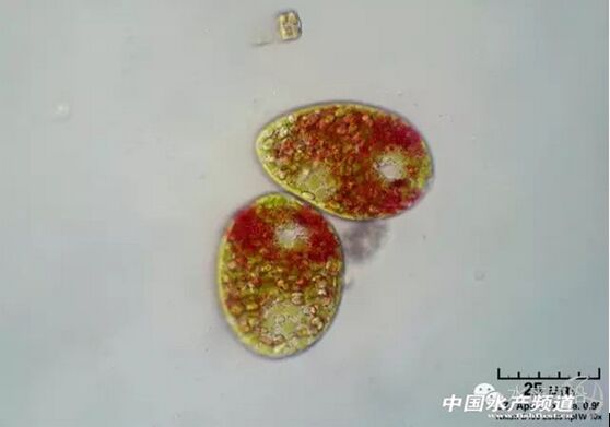 提醒珍藏史上最全高清藻类图谱2