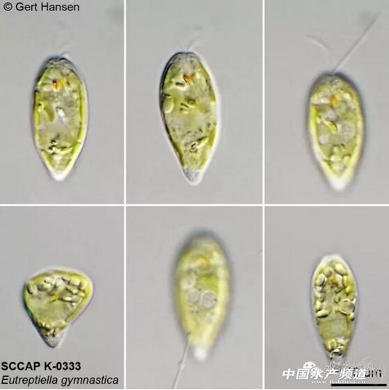 提醒珍藏史上最全高清藻类图谱2