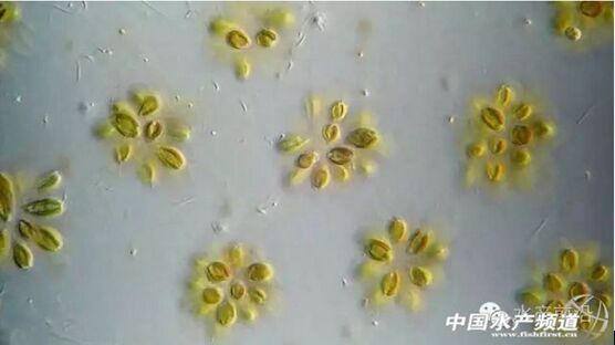 提醒珍藏史上最全高清藻类图谱2