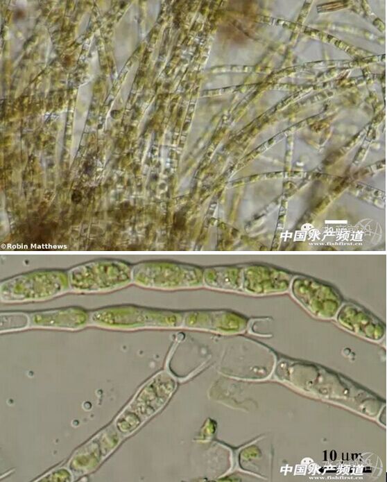 提醒珍藏!史上最全高清藻类图谱(2)