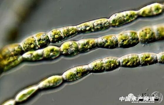 提醒珍藏史上最全高清藻类图谱2