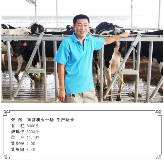 东营澳亚张榕:澳亚如何提高奶牛舒适度
