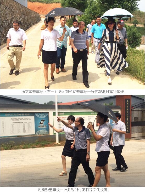 考察团在湘村股份董事长杨文莲,副总经理杨鸿飞,董事长助理李虹等陪同