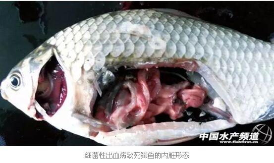 2016上半年苏北鲫鱼出血病发病规律