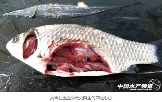 2016上半年苏北鲫鱼出血病发病规律