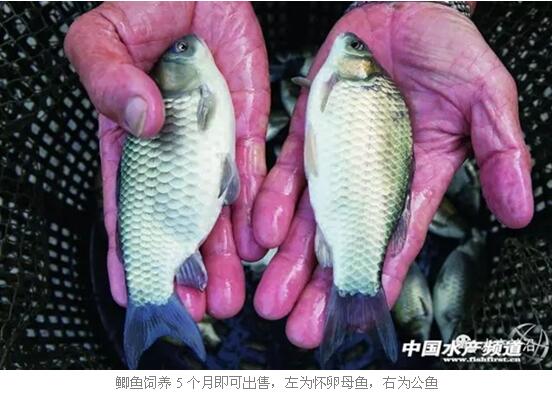 台湾鲫鱼为何受养殖市场冷落?