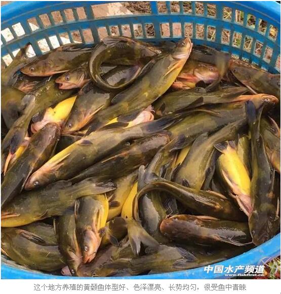 黄颡鱼体型好,色泽漂亮,规格均匀,成功率90%以上的奥秘