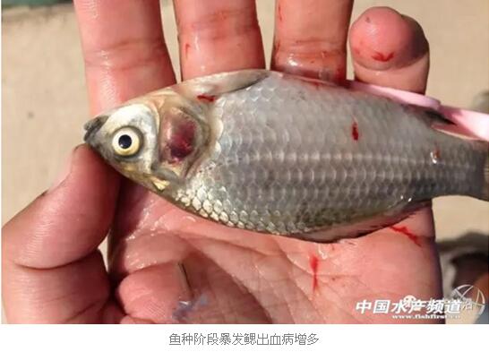 鲫鱼鳃出血病的变化发展和并发症总结