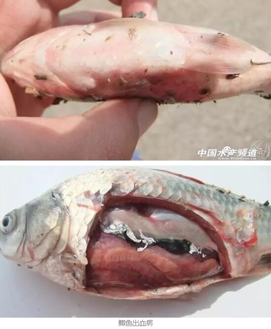 鲫鱼鳃出血病的变化发展和并发症总结
