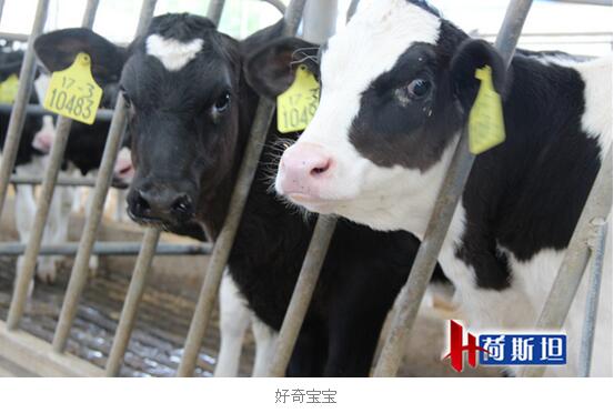 荷斯坦&达农威走进原生态和平牧场 谈犊牛