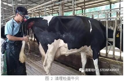 牛直肠口粪便,准确将b超探头紧贴直肠放在子宫上平缓移动,检查子宫和