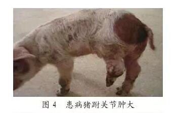 积液为清亮或微黄(图6,关节肿大一般是对称性的,而链球菌则不一定