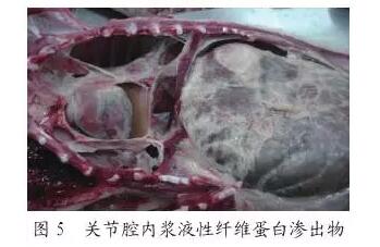 瘸腿,用手一捏,疼得尖叫;剖检关节腔内有浆液性纤维蛋白渗出物(图5)